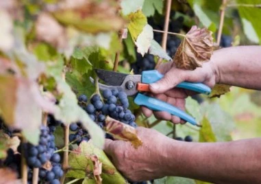 Много добра реколта от грозде тази година отчитат производители от