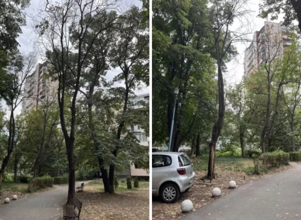 Премахват опасните дървета, висящи над главите на деца в пловдивски парк