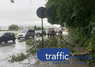 Паднал клон затруднява движението по ул. „Димитър Талев в „Южен