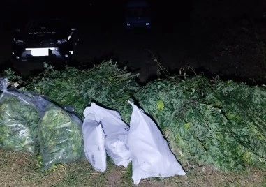 Плантация с марихуана е открита при спецакция край Пловдив, трима са задържани