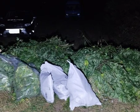 Плантация с марихуана е открита при спецакция край Пловдив, трима са задържани