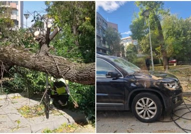 Дърво падна върху движещ се автомобил в Пловдив