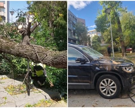 Дърво падна върху движещ се автомобил в Пловдив