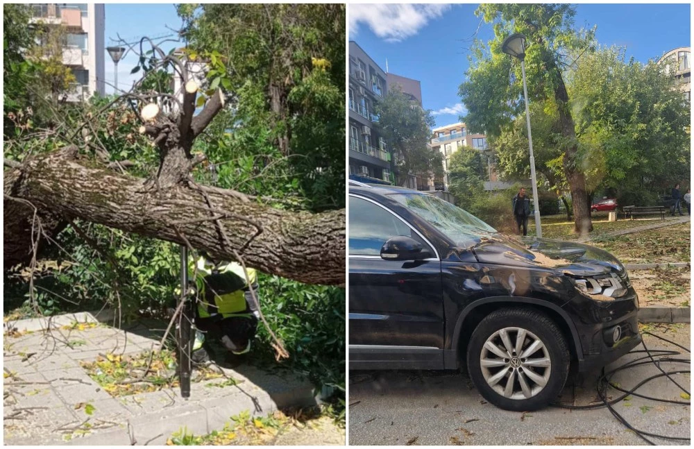 Дърво падна върху движещ се автомобил в Пловдив
