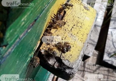 „Ще те нарежа на парчета: Съседски спор в Пловдивско стигна до съда заради пчеларски бизнес
