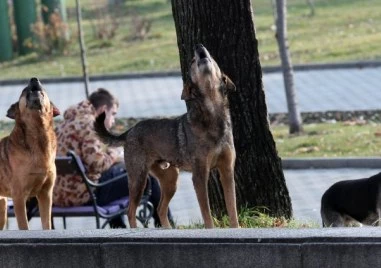 Глутница бездомни кучета в Казичене нападат хора и животни