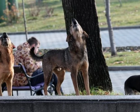 Глутница бездомни кучета в Казичене нападат хора и животни