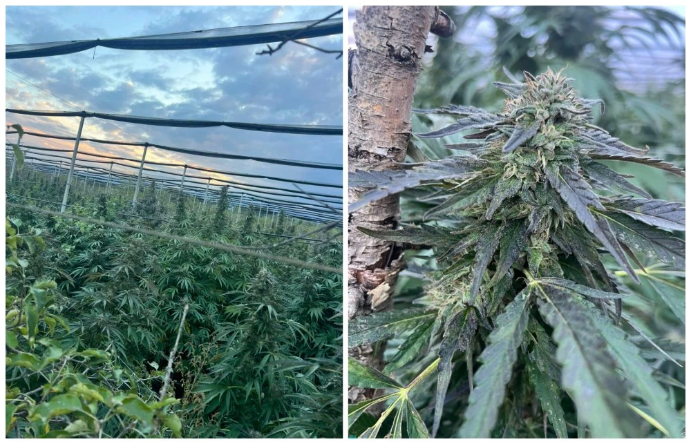 Разкриха голяма нива с марихуана в Пазарджишко, насажденията са над 2 тона