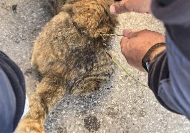 Пловдивски полицаи спасиха котенце, заклещено в двигател ВИДЕО