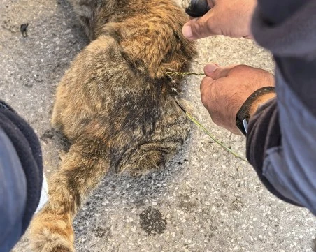 Пловдивски полицаи спасиха котенце, заклещено в двигател ВИДЕО