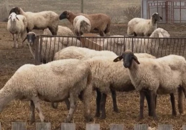 Близо 20 000 овце и кози са унищожени тази година заради шарка
