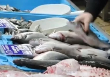 Цената на рибата у нас се покачва, няма улов на паламуд