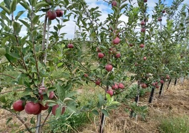 Холивудски сюжет продуциран и реализиран от служители на НКЖИ който