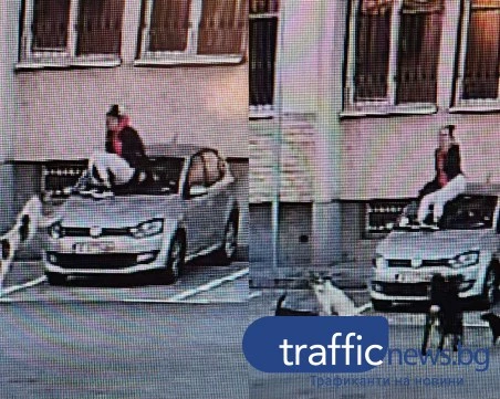 Глутница агресивни кучета хапят студенти и служители край общежитията на ПУ