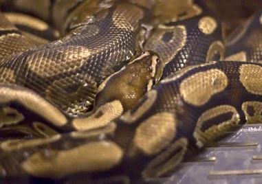 Конфискуваха кралски питон в София