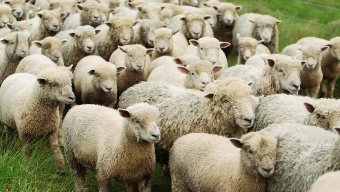 Потвърдиха случай на антракс в Хасковско, ваксинират спешно всички животни
