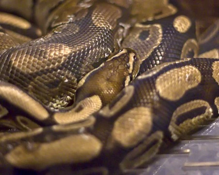 Конфискуваха кралски питон в София