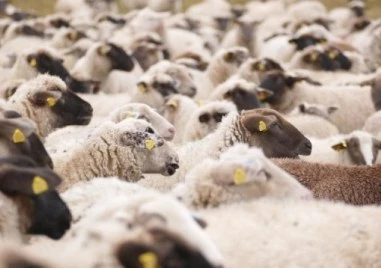 Няма да се извършва ваксинация срещу шарка на овце и кози, пикът е отминал