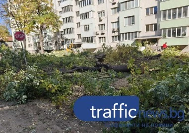 Режат наред дърветата на ул. „Ген. Колев, Тони Стойчева: Трудно, но необходимо решение