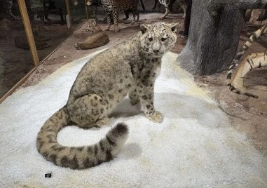 Зоокафе и нова зала към Природонаучния музей отварят врати през ноември