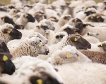 Няма да се извършва ваксинация срещу шарка на овце и кози, пикът е отминал