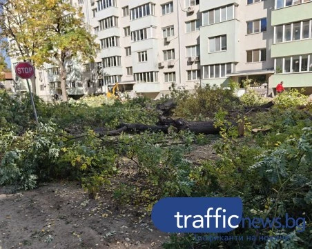 Режат наред дърветата на ул. „Ген. Колев