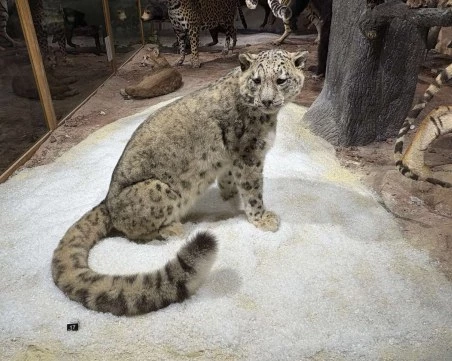 Зоокафе и нова зала към Природонаучния музей отварят врати през ноември