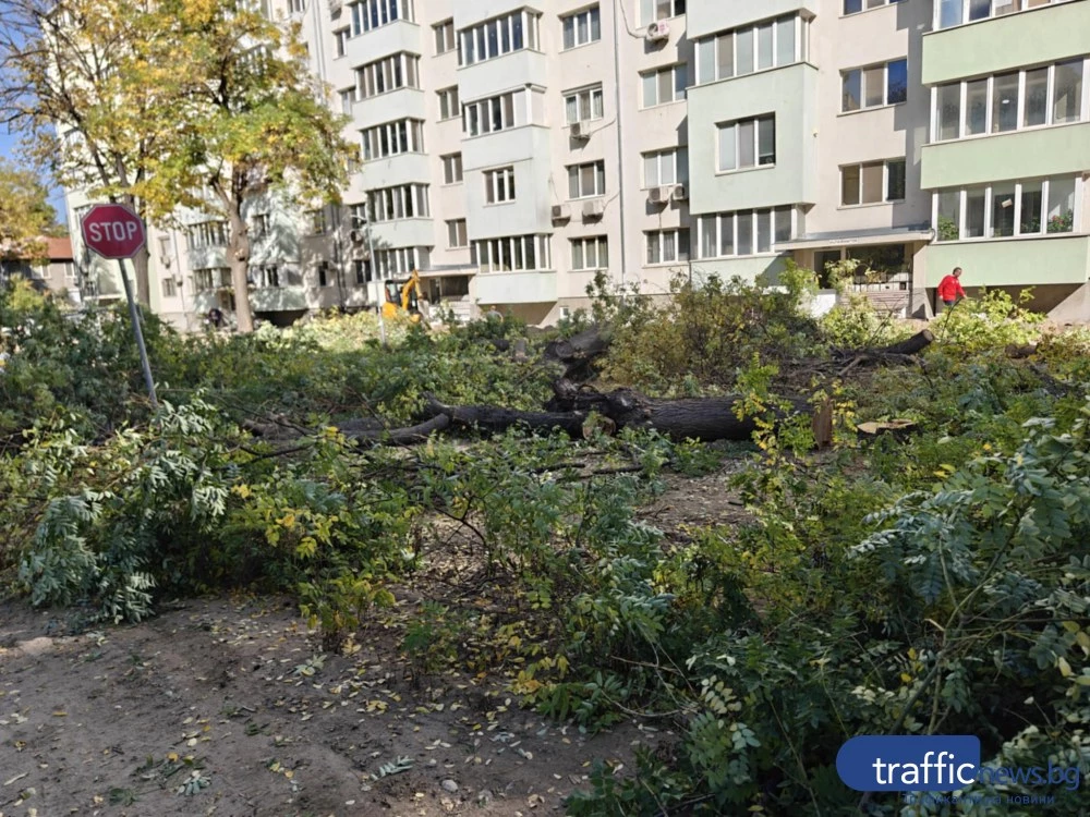 Режат наред дърветата на ул. „Ген. Колев