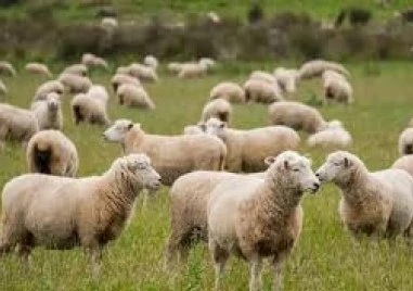 Овцевъди и козевъди настояват за ваксинация срещу шарка по дребните преживни животни