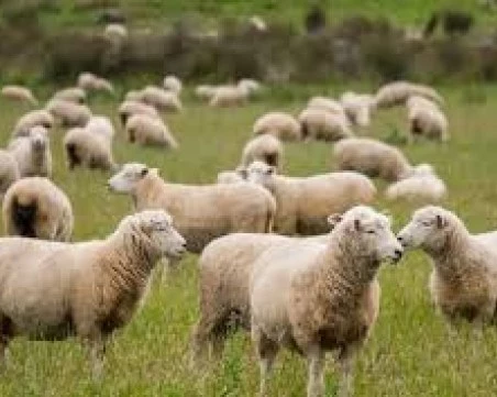 Овцевъди и козевъди настояват за ваксинация срещу шарка по дребните преживни животни