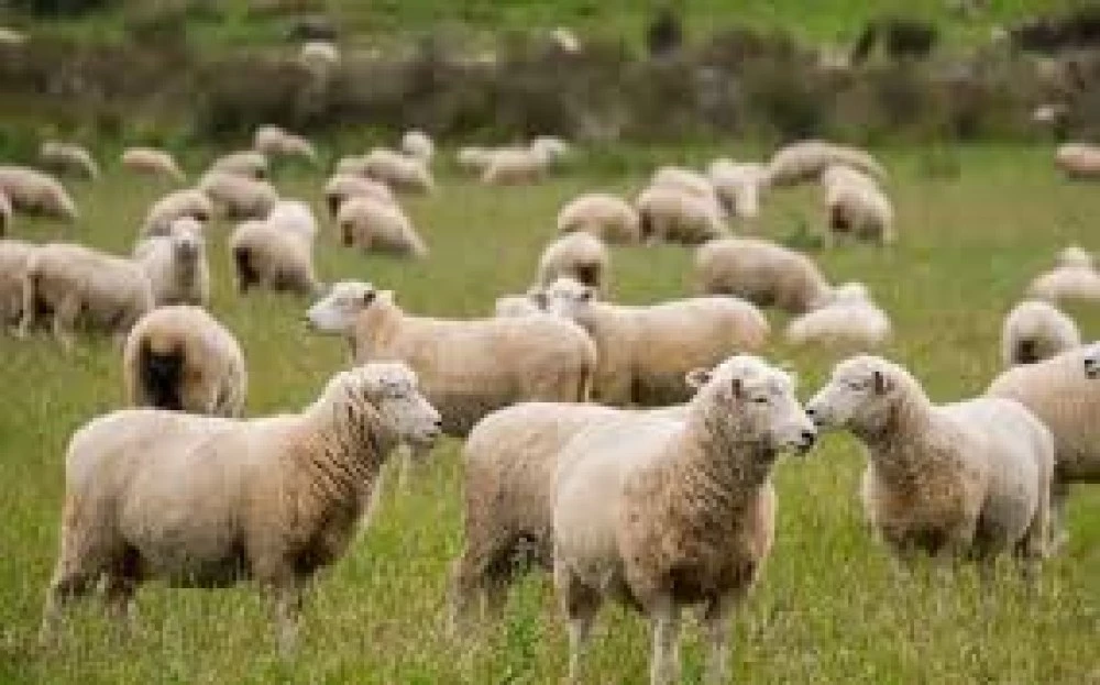 Овцевъди и козевъди настояват за ваксинация срещу шарка по дребните преживни животни