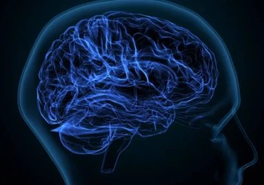 Кои храни вредят най-много на мозъка?