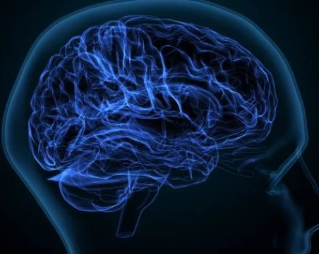 Кои храни вредят най-много на мозъка?