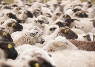 Фермери с притеснения, че се задава трета вълна от шарка по животните, искат ваксинация