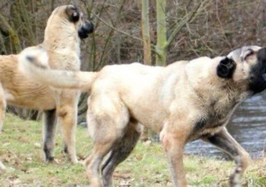 Кучета нахапаха 91-годишен мъж в Джебелско