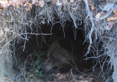 Първата мечка в парка край Белица заспа зимен сън, последваха я още