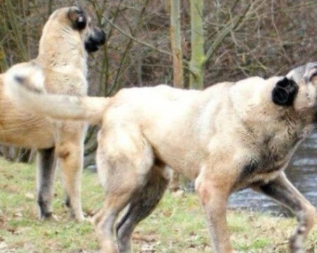 Кучета нахапаха 91-годишен мъж в Джебелско