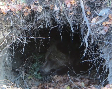 Първата мечка в парка край Белица заспа зимен сън, последваха я още