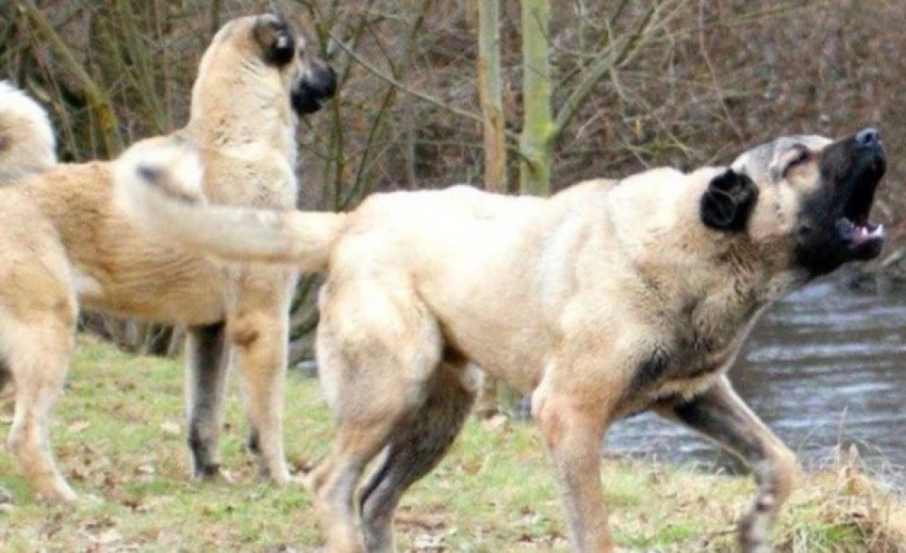 Кучета нахапаха 91-годишен мъж в Джебелско