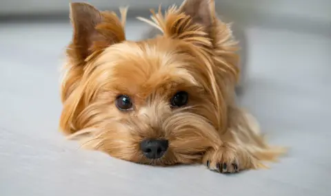 Жена хвърли кученцето си от шестия етаж, било болно