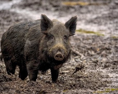 Мъж е с опасност за живота, колата му се преобърна след сблъсък с диво праси