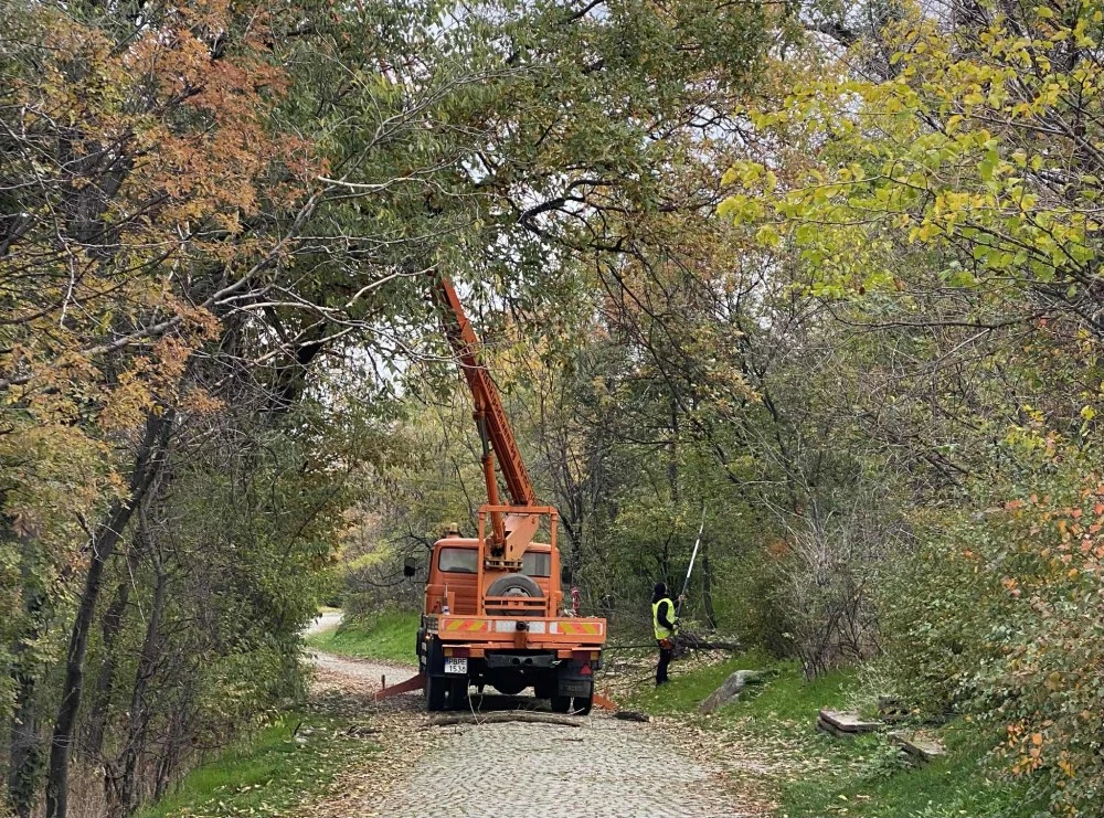 Прочистват Бунарджика и Младежки хълм от изгнилите дървета