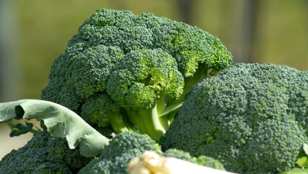 Интересно: Нова тенденция в земеделието - броколи вместо картофи