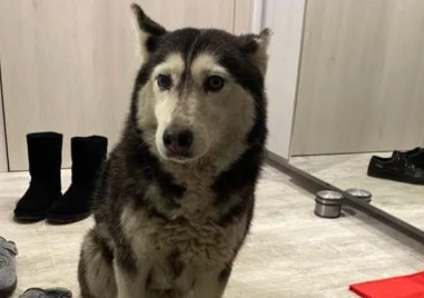 Петиция срещу насилието над животни заради прегазеното куче в София