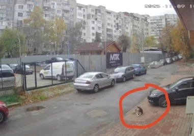 ВМА с позиция за лекаря Ненад Цоневски, прегазил и убил куче в София