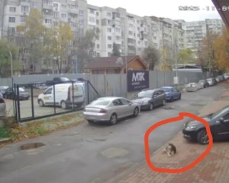 ВМА с позиция за лекаря Ненад Цоневски, прегазил и убил куче в София