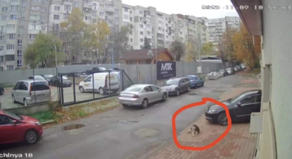 До 8 години затвор грозят шофьора, прегазил куче в София