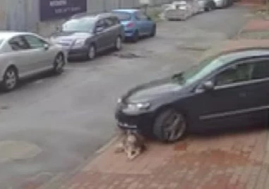 Повдигнаха обвинение на доктора, заподозрян в прегазването на кучето Мая