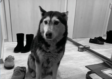 Прокуратурата: Кучето Мая е било живо след инцидента, евтаназирано е заради тежки увреждания