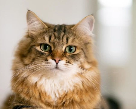 Глобиха с над 1.7 милиона евро мъж за проявена жестокост към котки в Гърция